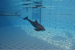 ❌Le Loro Parque joue aux apprentis sorciers avec les dauphins!‼
