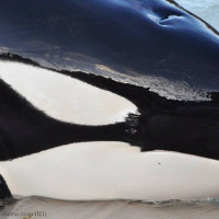 🖤Ikaika, fils de Tilikum et Katina🖤