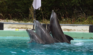 ‼️Les dauphins de Planète sauvage : "C'était Beauval ou rien"❌