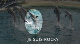 💔On en est là, vraiment… Pardon Rocky💔