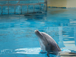 ‼Rocky, sacrifié par l'industrie de la captivité et ses alliés🐬