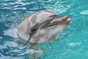 ‼Un dauphin mort à Valence!‼