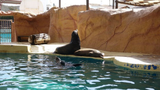 🦭Marineland : Et maintenant, les otaries de Malaga…❌