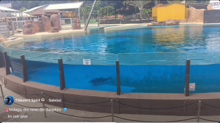 🚨Malaga, des news des dauphins 🐬