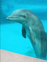 🐬Lua, séparée de sa famille et des autres à Malaga...💔