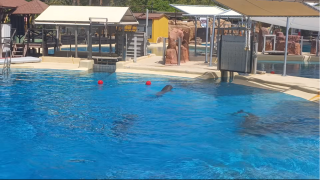 ‼Malaga: où vivent les dauphins de Marineland?🐬