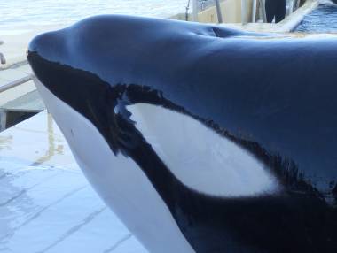 250702_epaulard1_original