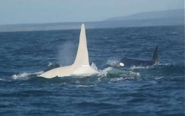 250703_couleurorque3_original