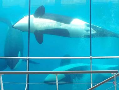 250714_journeeorques1_original