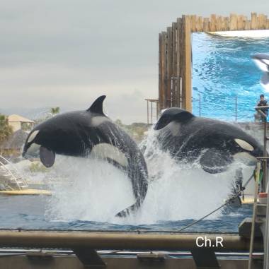 250714_journeeorques2_original