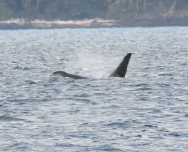 250714_journeeorques3_original