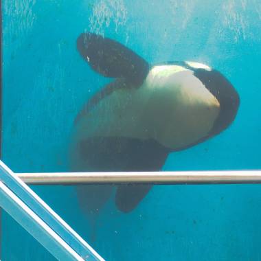 250720_marineland2_original