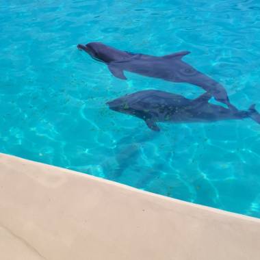 250720_marineland3_original