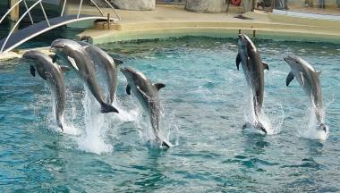 250728_dauphins_original
