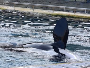 250906_dauphinsbeauval2_original