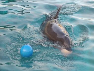 250906_dauphinsbeauval3_original