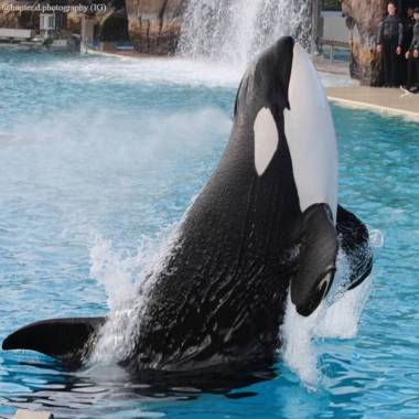 250923_orkid1_original