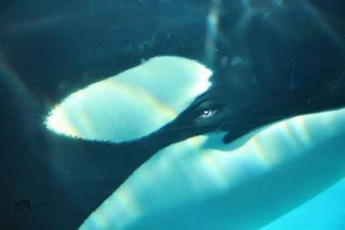 250923_orkid2_original