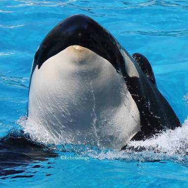 250923_orkid3_original