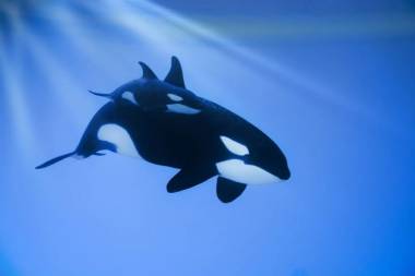 251019_loroparque3_original