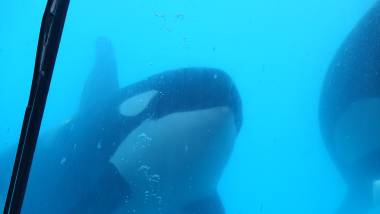 251031_marineland1_original