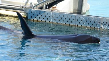 251031_marineland2_original