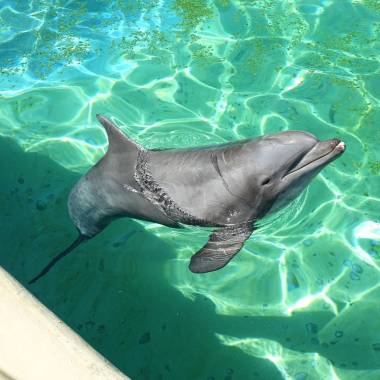 251109_dauphins1_original