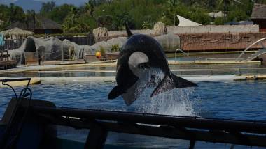 251109_dauphins2_original