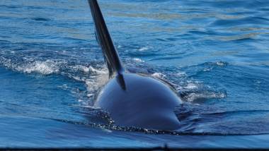 251109_dauphins3_original