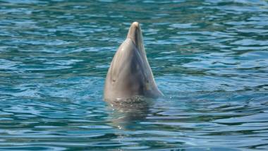 251109_dauphins4_original