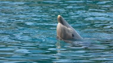 251109_dauphins5_original