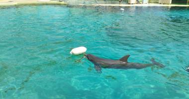 251115_dauphins1_original