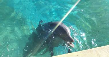 251115_dauphins2_original