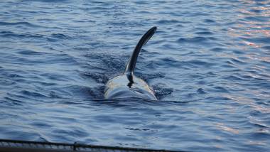 251120_keijo3_original