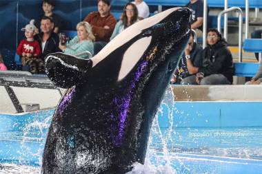 251206_kamea2_original