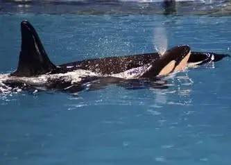 251206_kamea3_original