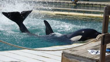 251216_marineland1_original