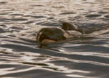 251231_nyar2_original