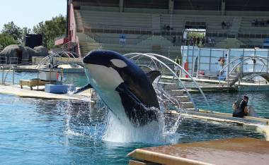 260302_delphinarium1_original