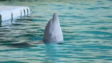 260302_delphinarium3_original