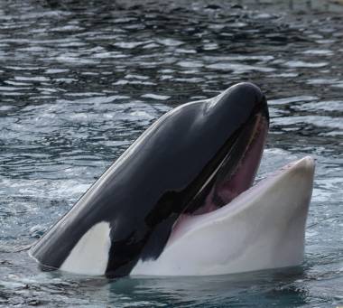 260304_beauvalpairidaiza2_1_original