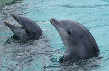 260304_beauvalpairidaiza2_2_original