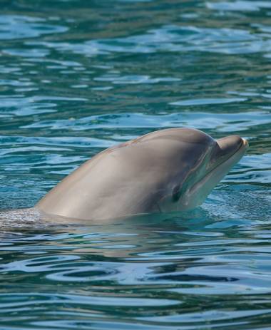 260308_dauphins2_original