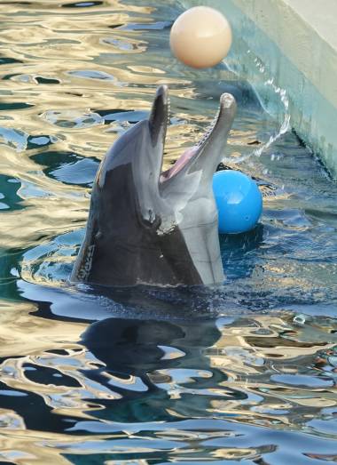 260308_dauphins3_original