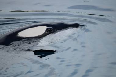 260312_euthanasie1_original