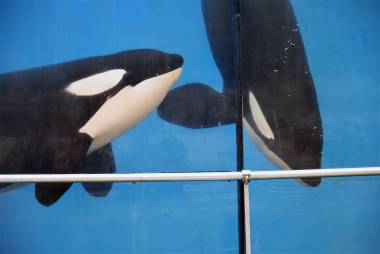 260312_euthanasie2_original