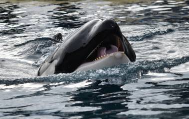 260312_euthanasie3_original