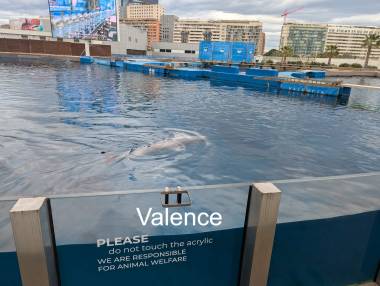 260315_dauphins1_original