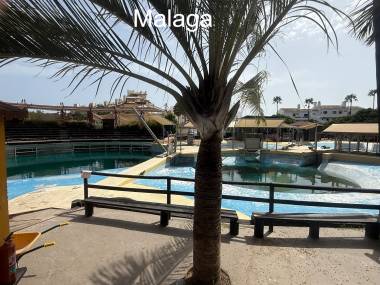 260315_dauphins3_original