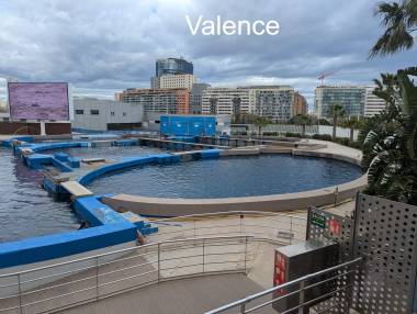 260315_dauphins4_original